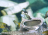 tropheus bemba