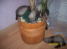parduodami šeškiukai
