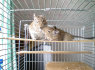 Dovanoju Degu