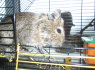 Dovanoju Degu patineli
