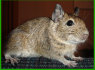 Parduodu Degu voveriukus