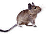 Parduodu Degu voveriukus
