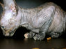 kornish rex katyte