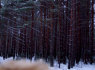 Apie sklypą (1)