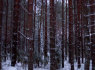 Apie sklypą (2)