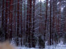 Apie sklypą (3)