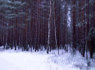 Apie sklypą (4)