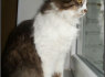 Kaina (2)
