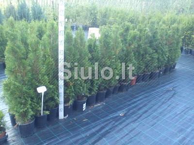TUJOS SMARAGD YPAC GERA KAINA