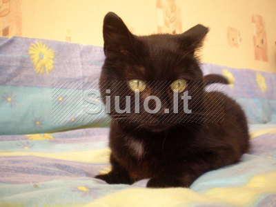 Kaina