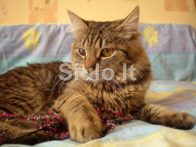 Kaina