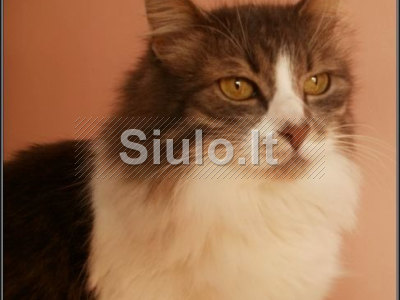 Kaina