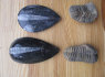 Fosilijos