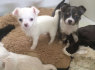 Chihuahua šuniukai laisvų