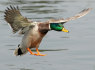 Alpha Spirit Free Range Duck 12kg