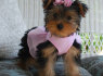 Mielos Teacup yorkie jorkšyro terjerų šuniukai priimti