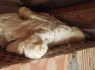 Oro tarpo šiltinimas, Sienų šiltinimas termoputomis (4)