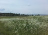Sklypas prie Dysnų ež, Ignalinos raj