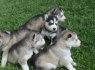 Galima įsigyti Sibiro Husky šuniukų treniruočių