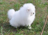 Aukščiausios kokybės Pomeranijos šuniukai