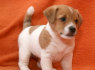 Jack Russell Terrier šuniukai
