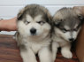 Alaskanie malamute pupiukai