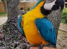 Mėlyna ir auksinė Macaw paukščiai (1)