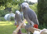 Saldūs ir mieli Afrikos pilvieji papagai parduoti (1)