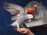Saldūs ir mieli Afrikos pilvieji papagai parduoti (2)