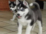 Sibiro Husky šuniukai