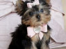Yorkie šuniukai