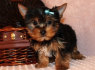 Yorkie šuniukai (2)
