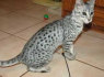 Savannah Kittens Available Now (1)