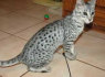 Savannah Kittens Available Now