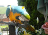 Mėlyna ir auksinė Macaw (2)