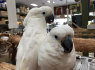 2 naujai įsišakniję Umbrella Cockatoo viščiukai (1)