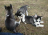 Parduodamos žavinga Sibiro Husky pupelės