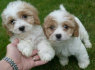 Geriausi Cavachon šuniukai