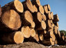 Statybinė mediena (1)