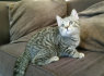 Mieli ir žavingi kačiukai philipteresa91 gmail. com (1)