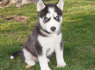 Saldžiosios Sibiro Husky šuniukai