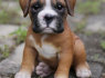 Boxer šuniukai
