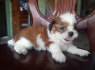 shih tzu puppies