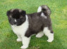Akita šuniukai (1)