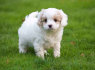Cavapoo šuniukai