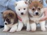 Shiba Inu šuniukai