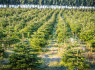 Papildomai 10 vyrų, darbui eglučių plantacijose Danijoje 867674941