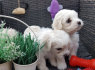 Dviems arbatžolių maltiečių šuniukams reikia naujos šeimos (2)