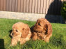 Gražūs Cavapoo šuniukai