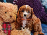 Gražūs Cavapoo šuniukai (3)